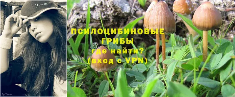 Псилоцибиновые грибы Cubensis  Приволжск 